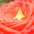 Portocaliu - Trandafir teahibrid - Queen of Roses®